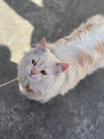 Persian Cats Pair For Sale