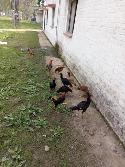 Aseel Females for Sale