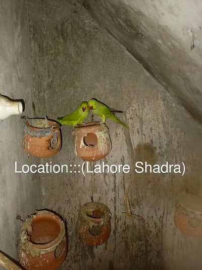 Green Ringneck breeder pair For sale