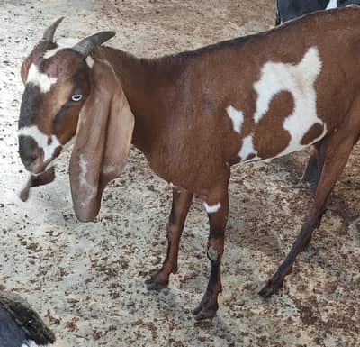 Nagri Beetal With Feemale Kid