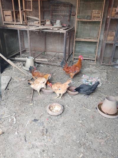 Golden Dasi Hens egg laying for sale 2 male 3 female