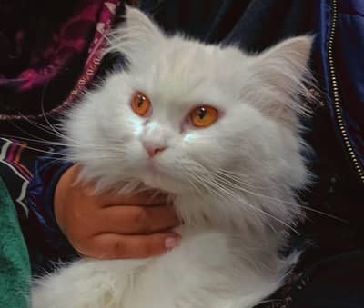 Persian cat , potentially a Turkish Angora.