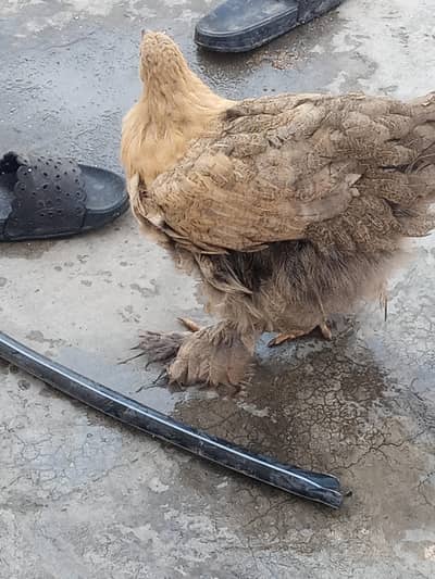 AK murga or 2 murgiya buff  for sell healthy and active