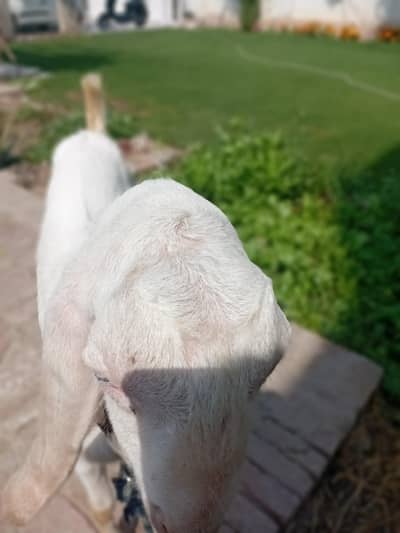 bakra gona rajanpuri for qurbani or breeding