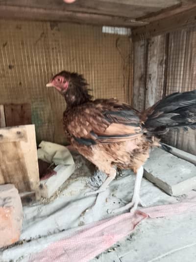 kuruk aseel hen for sale