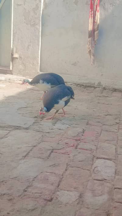 These are very beautiful pair of chakors