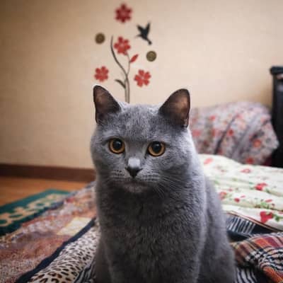 British shorthair