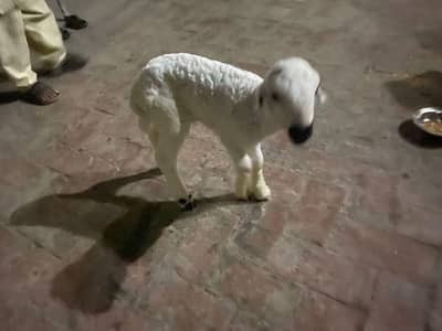 baby sheep mondale bread male age 30 days