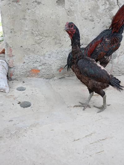 Thai aseel Aseel murge Thai Patti Thai murge