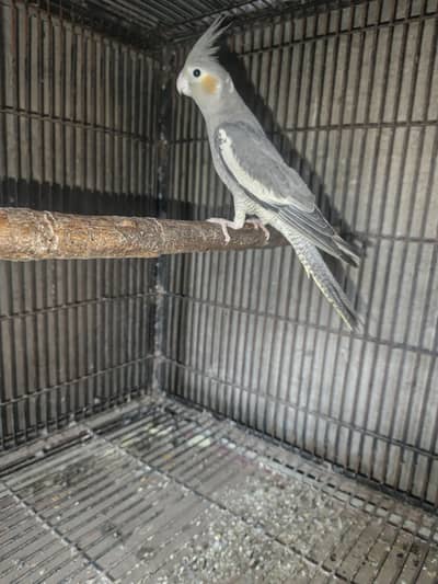 Gray cocktail female