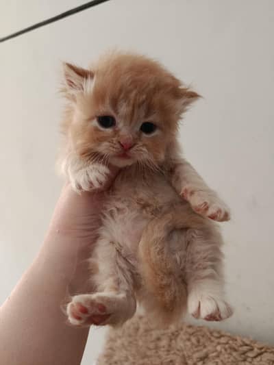 Persian kittens /cat babies/kittens/fluffy kittens