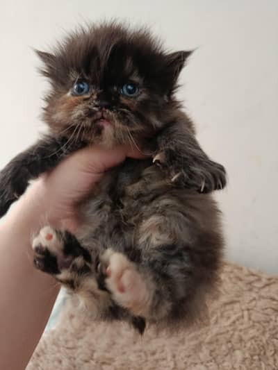 Persian kittens /cat babies/kittens/fluffy kittens
