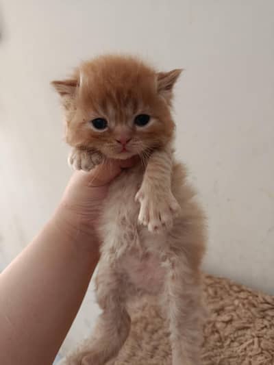 Persian kittens /cat babies/kittens/fluffy kittens