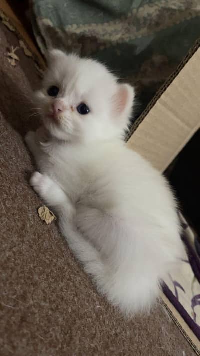 persion kittens available mashallah active  litter treand