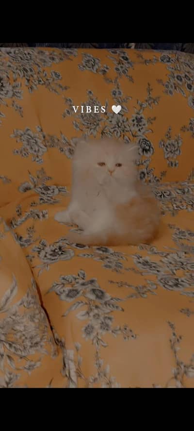 Beautiful Punch face Triple Coated  Persian Cat