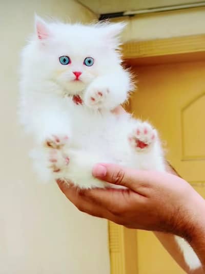 Persian cat for sale 5 face triple code vaccine mukammal 0313=4934=962