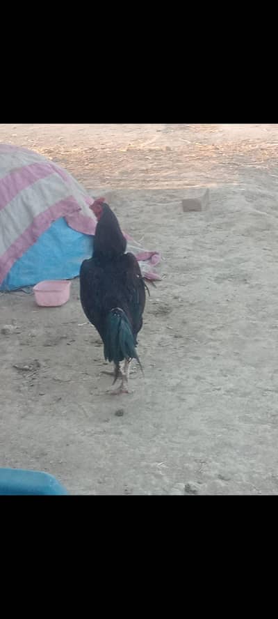 Heera+Shamo Cross Aseel