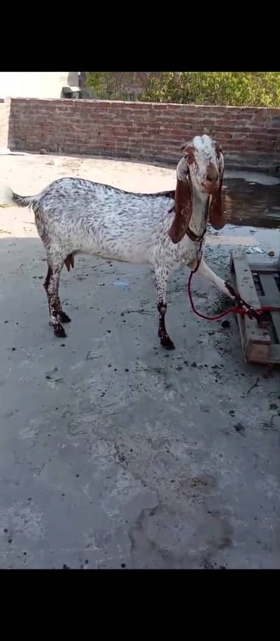 makhi cheeni Goat | Desi Goat | Bakri path | بکری | ghaban goat