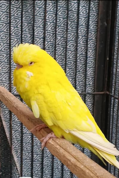 Australian parrot breeder pair