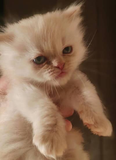 PERSION KITTEN FOR SELL