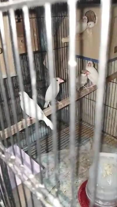 breeder pair for sale