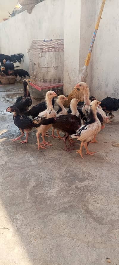 Shamo Aseel Chicks Murga Murgi German & japanese shamo 03286919456
