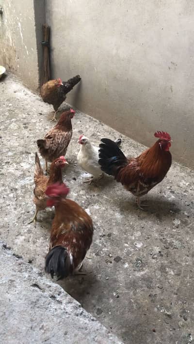 golden misri urgent for sale
