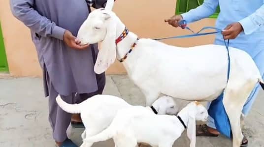 2 bacchon wali bakri gulabi for sale call""03460421993