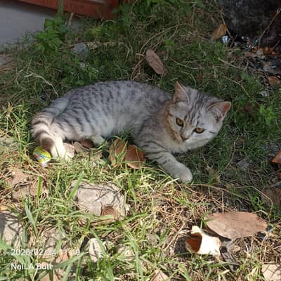 ہم اپنی پیاری بلی پرشین سیل کرنا چاہ رہے ہیں فلی ویکسینیٹڈ ہے