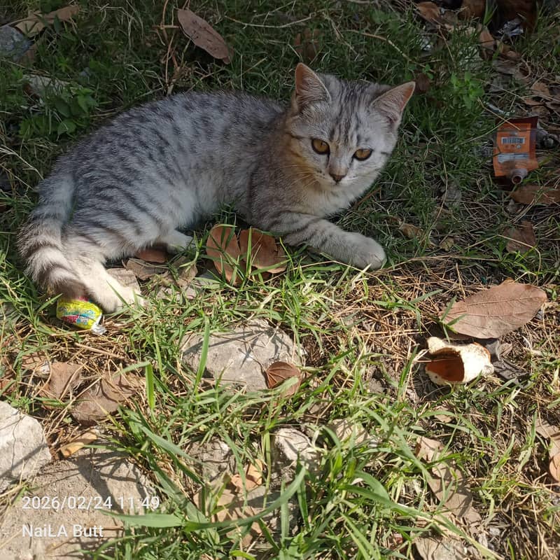 ہم اپنی پیاری بلی پرشین سیل کرنا چاہ رہے ہیں فلی ویکسینیٹڈ ہے 1