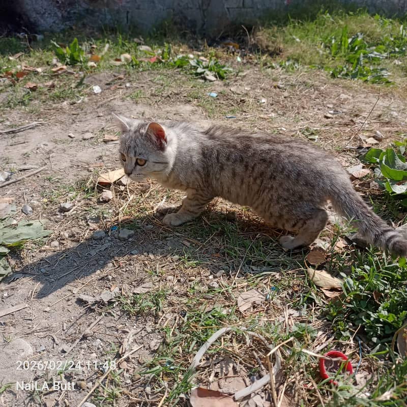 ہم اپنی پیاری بلی پرشین سیل کرنا چاہ رہے ہیں فلی ویکسینیٹڈ ہے 2