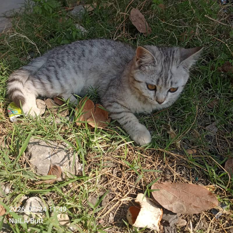 ہم اپنی پیاری بلی پرشین سیل کرنا چاہ رہے ہیں فلی ویکسینیٹڈ ہے 4