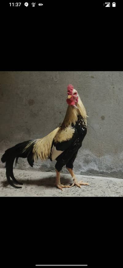 Aseel other Home breed