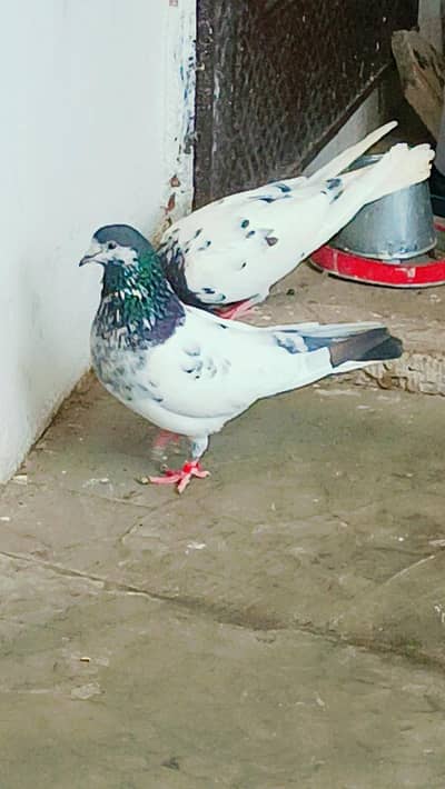 Ali Waly oregnal Nile ankh  03145364763