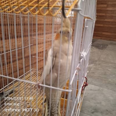 pure pair full breeder  jis ko chaiya call kara serious buyer