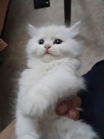persian female kitten double cotted