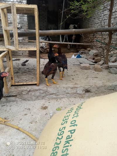 aseel home breed patha