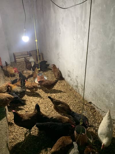 Desi Golden Misri for sale