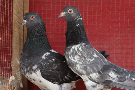 dab wala sree stargo wala