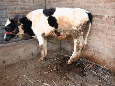 Holstein Friesian BACHRI  AGE 16MONTHS