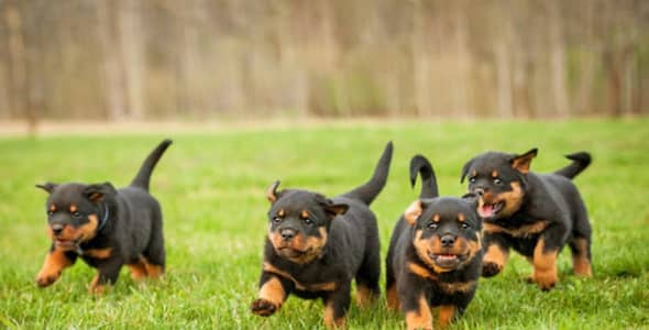 pair available all Pakistan dilver   available  whstapp rabta kry