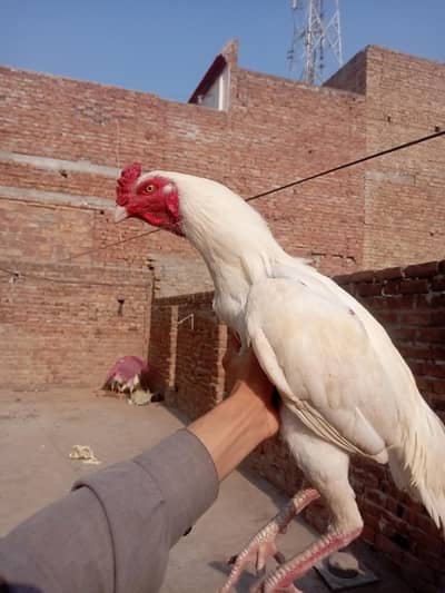 pure heara assel for sale 1 male 2 female whatsaap 03332745762