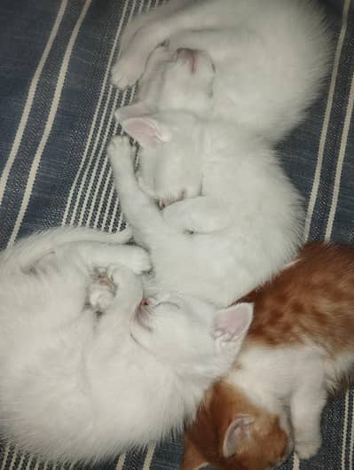 Persian Kittens