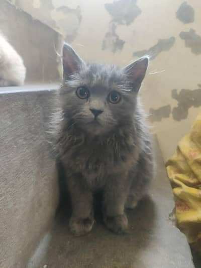 Cats for sale 4 cats 1  month old 3 baby 1 month old