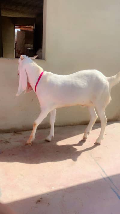 MashAllah Pure Safed Lamba Bakra – Strong Body Goat For Sale