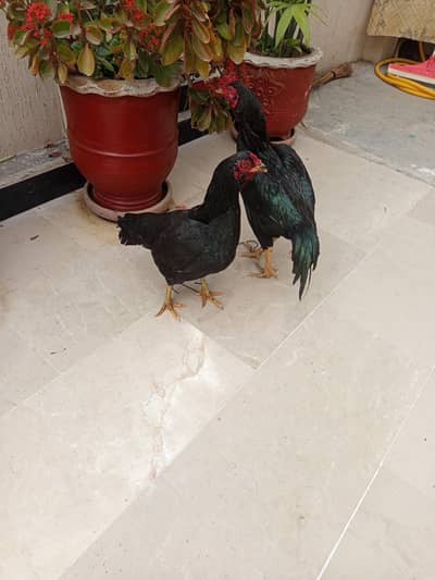 aseel mianwali breeds in islamabad F11  near golra