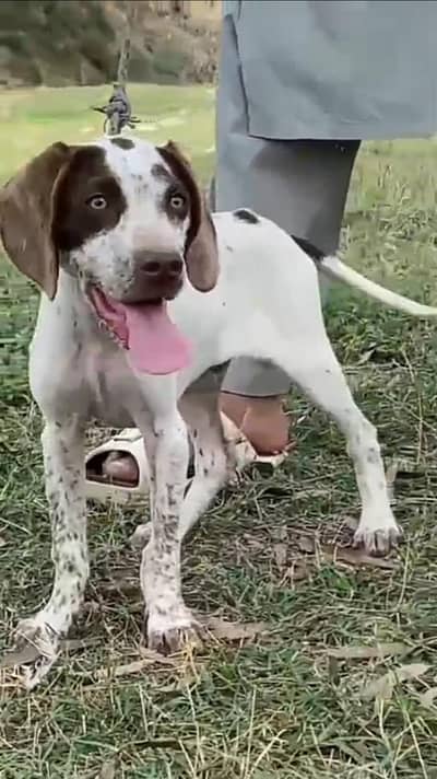 German printer mail 3 month for sale