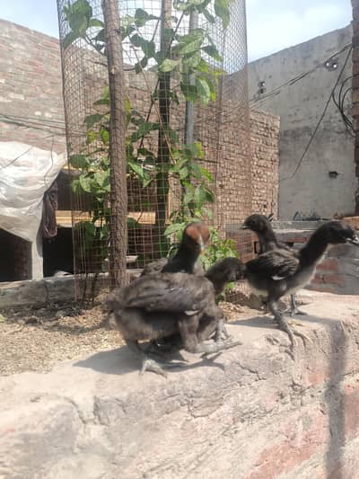 peur black daregan healthy and active