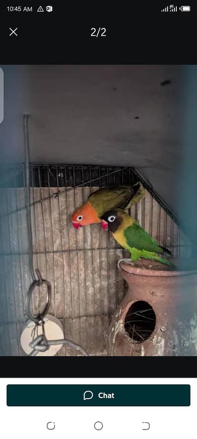 cage and love bird