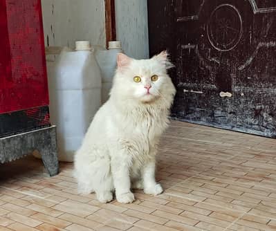 White Persian Cat Male Tripple Coat Royal Vibe 